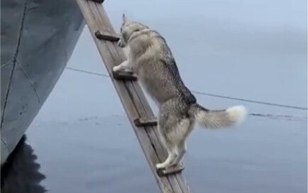 Husky: This ladder is no match for me.