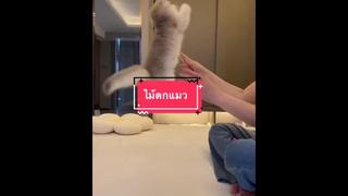 ตามชื่อเลย ไม้ ตก แมว!!!