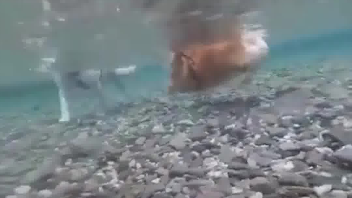 Underwater Corgi