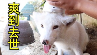 小狐狸尝试灵魂摄取器，被爽到舌头乱甩。。。