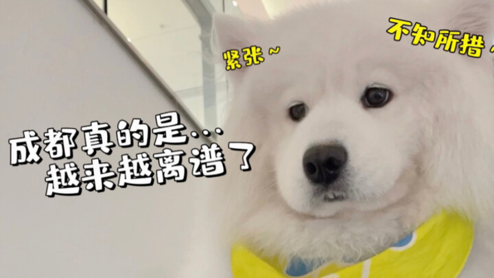 تشنغدو بتصير أكتر من مجنونة كل يوم…