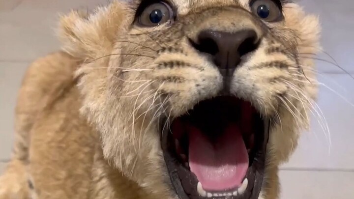 Why are this little lion cub’s eyes so big?
