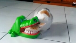 This cat…made me happy for 3 minutes and 47 seconds!