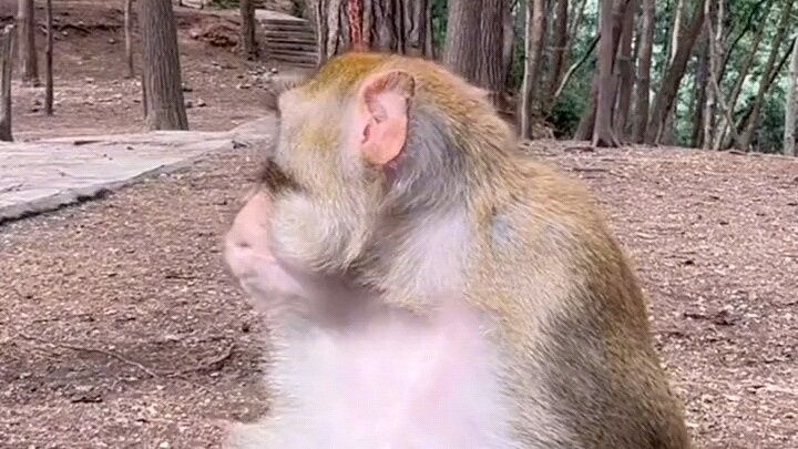 How could you treat a monkey like that? Is it from Mount Emei? If so, next time try the ghost pepper