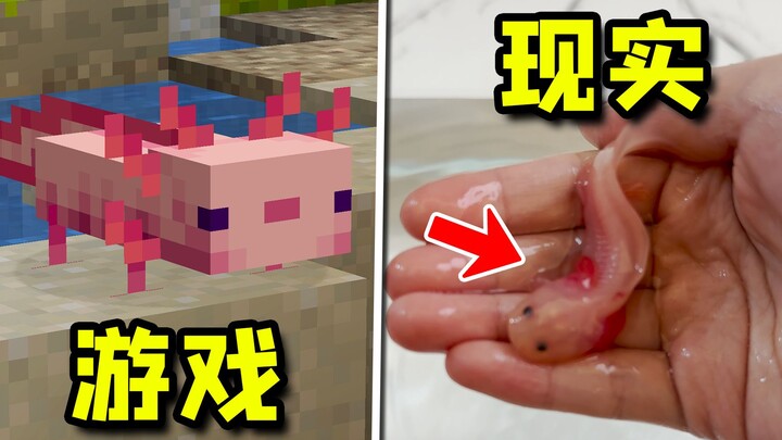 Axolotl versi Minecraft, ternyata bentuknya seperti ini!