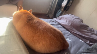 胖宝宝 你是玉米肠肠