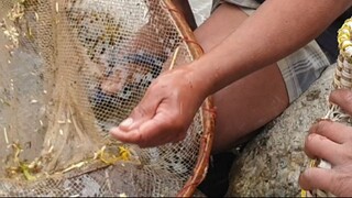 Unique Fishing Technique in Nepal | Himalayan Trout Fishing in Small River of Nepal |