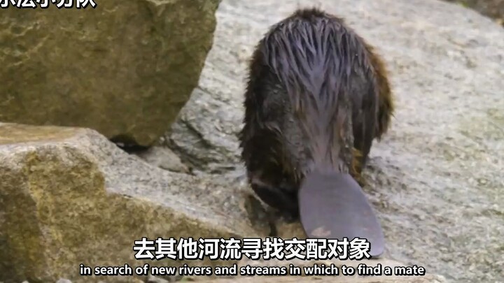 [Bilingual] Beaver: This is a conspiracy, a conspiracy!