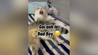 Anh Hư Lắm Anh Cu mèo cat cute