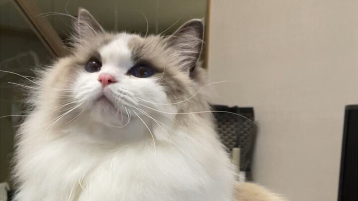 Bố mẹ nuôi mèo, đã kịp cảm nhận tình thân thế hệ trước với cháu.