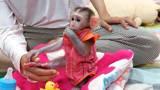 Active enable, Mino monkey after milk