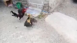 lupet ng manok nato