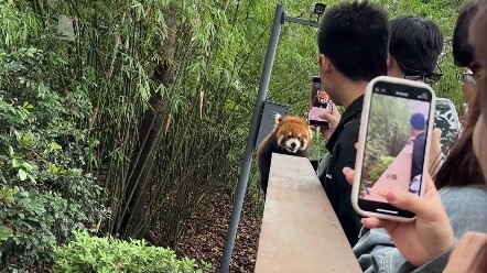 This was filmed by a netizen in Sichuan: at the panda base, they came across a dedicated red panda t