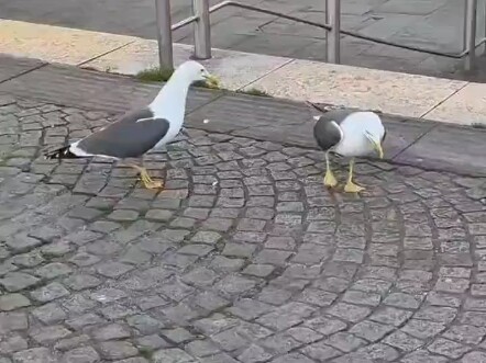 I saw a sly, smug grin on the seagull’s face, like it had just gotten away with something.