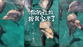 قال الدلفين: لقد سقطت نفاياتك في منزلي 🐬