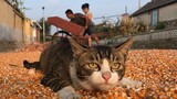 [Animals]Rural cat in the Harvest Season