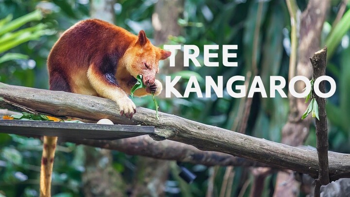 Possum Power A Family s Journey to Conquer a Continent  Wild Tales  Documentary (1080P HD)