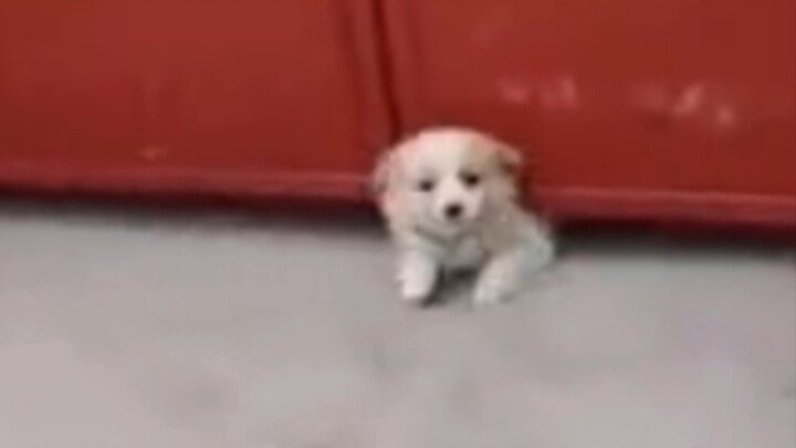 Xiu Gou: What's wrong! Who are you looking down on?