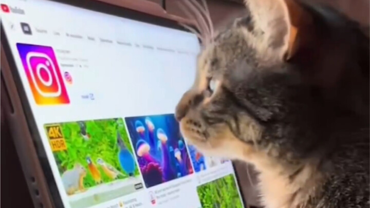 แมวของฉันใช้แท็บเล็ตเป็นแล้วนะ