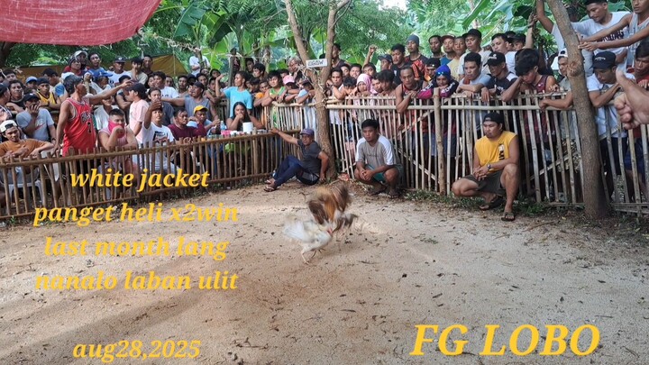 whitejacket line fiesta figjt