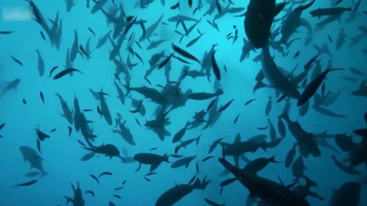 [Cure] Nhìn lại hành tinh xanh lần cuối