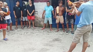 MY GOLDHATCH vs gold yellow feet