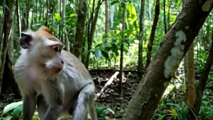 #kuttykaswa #kutty #kasea #story #cartoon