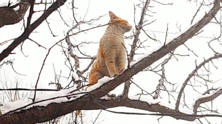 Cat: I told you to delete the video—delete it!