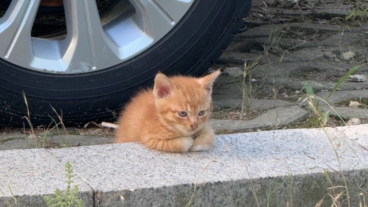 ‘Who understands the happiness of a dirty stray cat?’