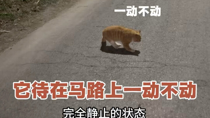 I ran into a dazed orange cat on the street—what on earth has it been through?