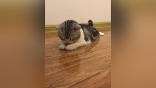 Đồ chơi yêu thích mỗi ngày của em. meo cat meocutezz meocute thegioipetyeu