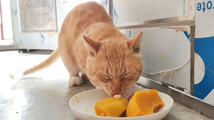 The destitute Cat Master can only eat pumpkin every day!