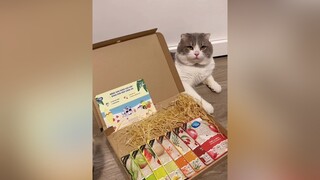 Bổ sung trái cây cho mèo quá dễ với SnappyTom PateTraiCay GourmerSeries review meo trending cat