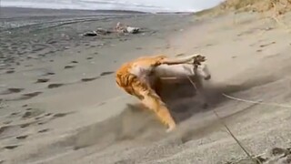 Funny Animal Videos Compilation | Animals Doing Stupid Things