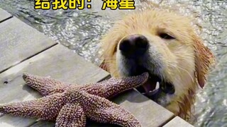 Anjing penenang: Menyimpan yang terbaik untuk Mama-chan