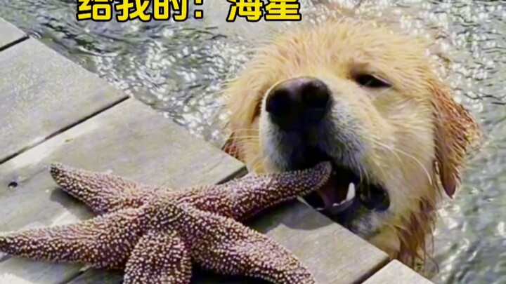 Comfort Dog: Saving the best for Mama-chan!