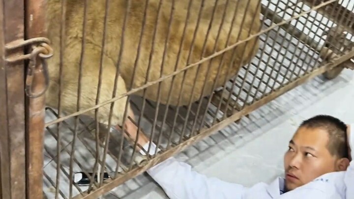 The Difference Between Pet Hospitals and Animal Hospitals