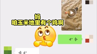 Aku berbohong kepada ibuku dan mengatakan anginnya sangat kencang sehingga seekor ayam datang (๑°⌓°๑