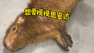 Hãy cẩn thận với Capybara, nếu không hậu quả sẽ rất thảm khốc!
