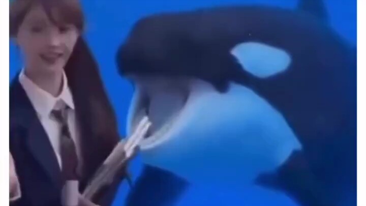 ฉลามยักษ์เป่าเข้าใจความหมายของฉันดี