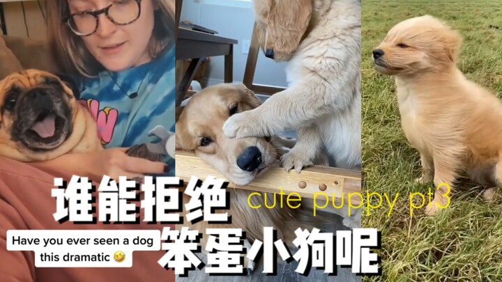 ใครจะปฏิเสธการดูพวกหมาบ้าโง่ๆ ได้ล่ะ? ตอนที่ 3