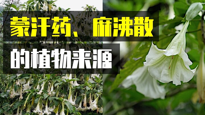 如果你在野外看到这种植物，千万别学我