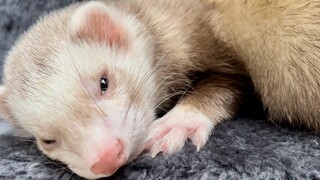 Ferrets นั่งเล่นในคอนโดมิเนียม อบเชย & Sassy