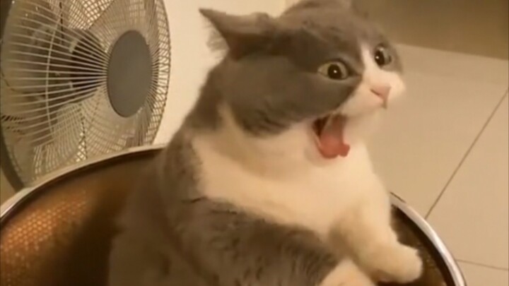 This yawn made me laugh for three days and three nights.