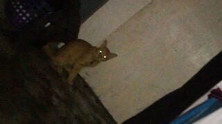 #catlover#fyp