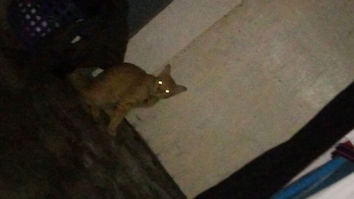 #catlover#fyp