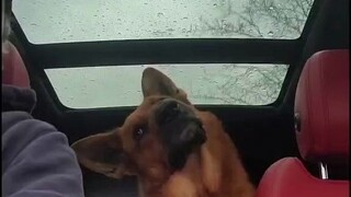 เจ้าของขับรถไปพลางคุยกับสุนัขเยอรมันเชพเพิร์ดที่นั่งเบาะหลังไปพลาง สุนัขก็เงยหน้าฟังอย่างตั้งใจ