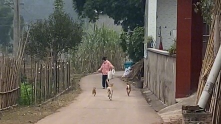The village dogs all rush over when they see their owner return.