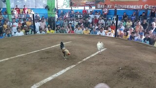 1st fight  thunder white win #3cock&bullstag combo derby