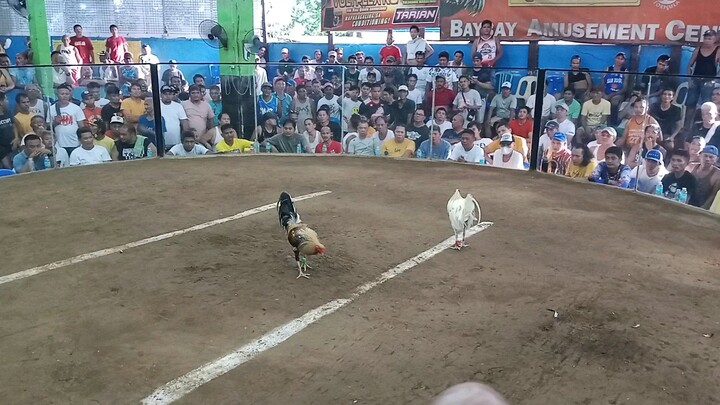 1st fight  thunder white win #3cock&bullstag combo derby